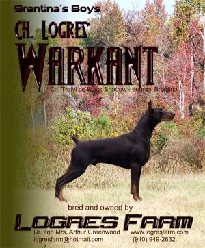 Ch. Logres' Warkant - sired by Ch. Trotyl de Black Shadow out of Logres' Brentina