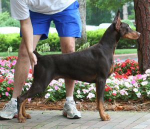 Ch. Logres' Warkant at 6 months
