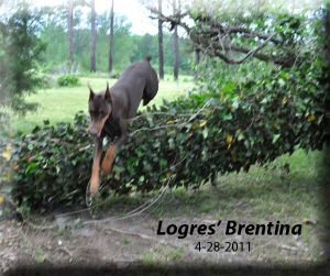 Brentina-on-4-28-2011