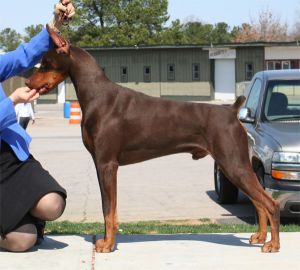 Ch. Logres\' Contender -  by Ch. Trotyl De Black Shadow out of Logres\' Brentina