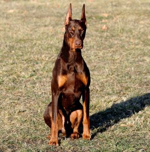 Ch. Logres\' Contucci WAC, RA, ROM by Ch. Trotyl de Black Shadow out of Logres\' Brentina