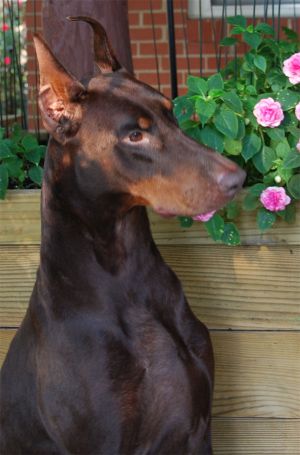 Ch. Logres' Titanium - by BIS BISS Ch. Brunswigs Cryptonite out of Cambria's Irish Rose