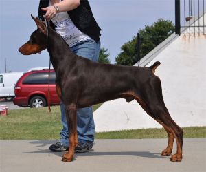 Ch. Logres' Contucci WAC, RA, ROM by Ch. Trotyl de Black Shadow out of Logres' Brentina