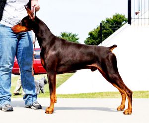 Ch. Logres' Contucci WAC, RA, ROM by Ch. Trotyl de Black Shadow out of Logres' Brentina