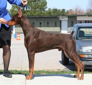 Ch. Logres' Contender -  by Ch. Trotyl De Black Shadow out of Logres' Brentina
