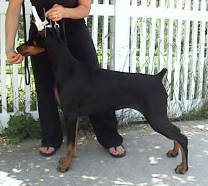 this is Harlow at about 6 months, she is sired by Ch. Logres' Contender out of Ch.Marquis Yes I Am Bewitching