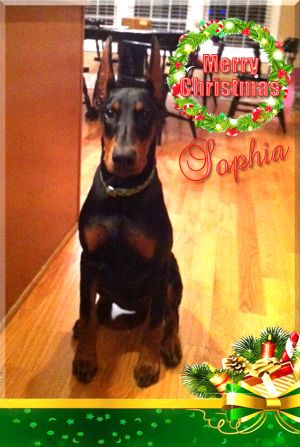 Sophia-ChristmasX.jpg