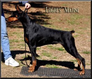 Ch. Logres' Matiné sired by Ch. Logres Titanium out of Logres' Butterfly Flip