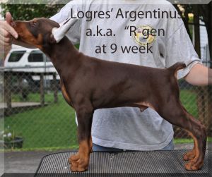 Ch. Logres' Argentinus at 9 weeks 