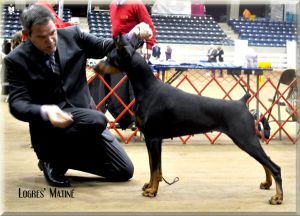 Ch. Logres’ Matiné - sired by  Ch. Logres’ Titanium  out of Logres’ Butterfly Flip 